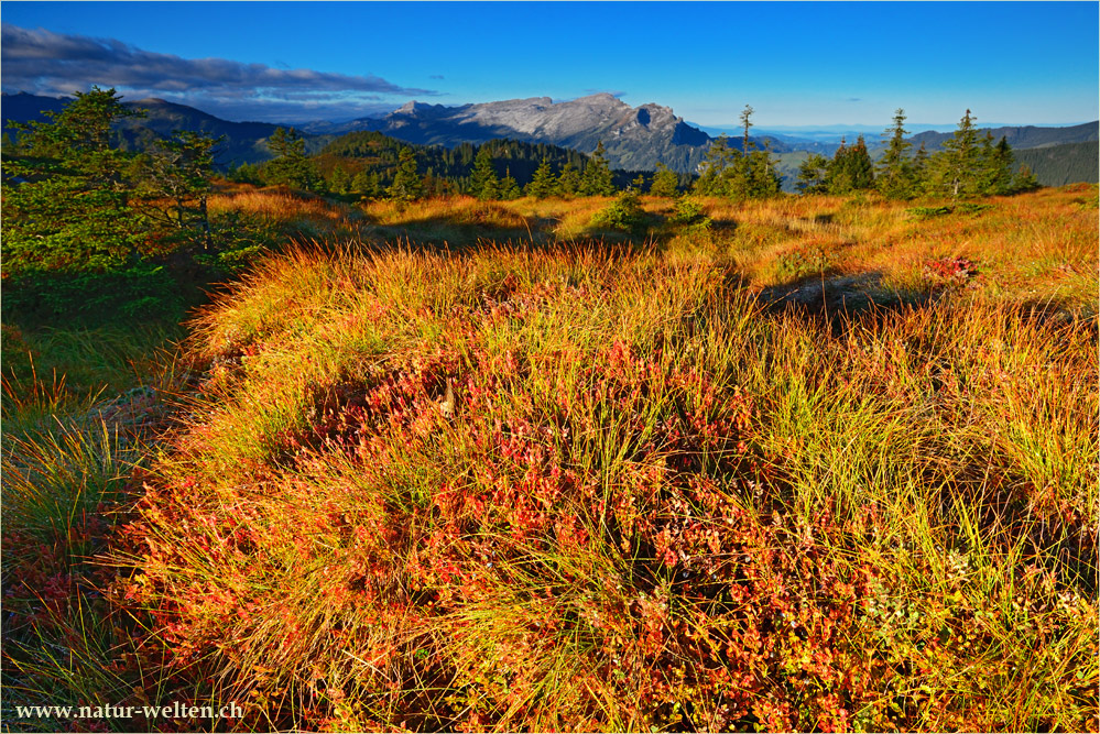 Herbst Tundra