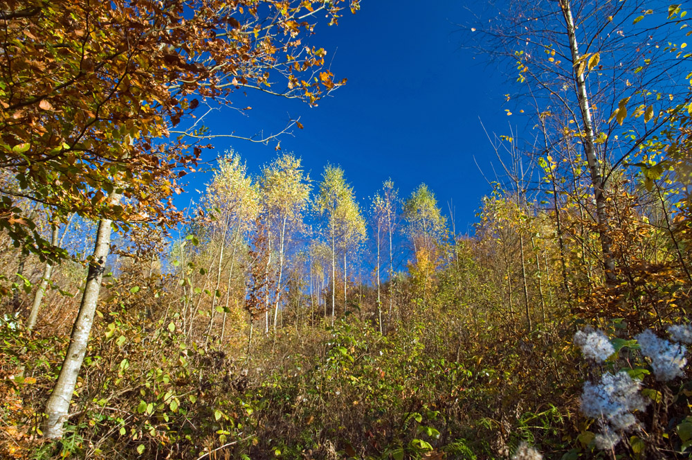 Herbst Tupfer im Walde