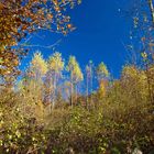 Herbst Tupfer im Walde