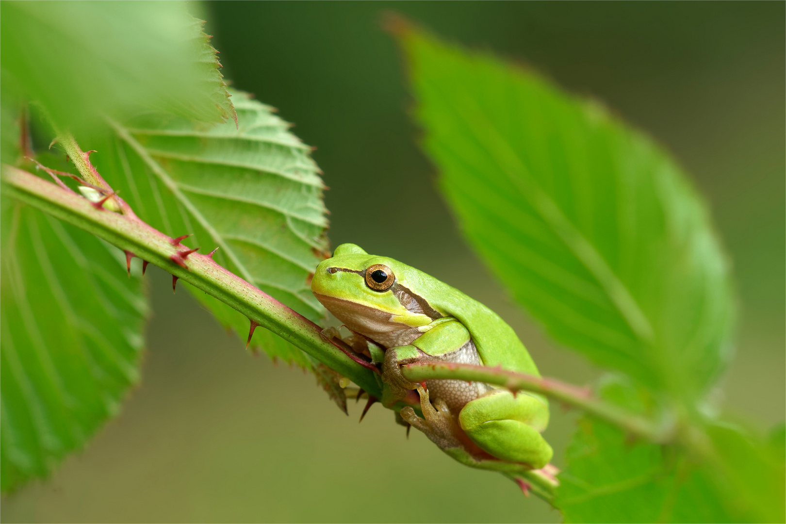 Herbst-Turner - Laubfrosch (Hyla arborea)