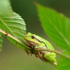 Herbst-Turner - Laubfrosch (Hyla arborea)