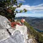 Herbst über dem Achensee