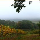 Herbst über den Weinbergen