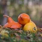 Herbst Überbleibsel