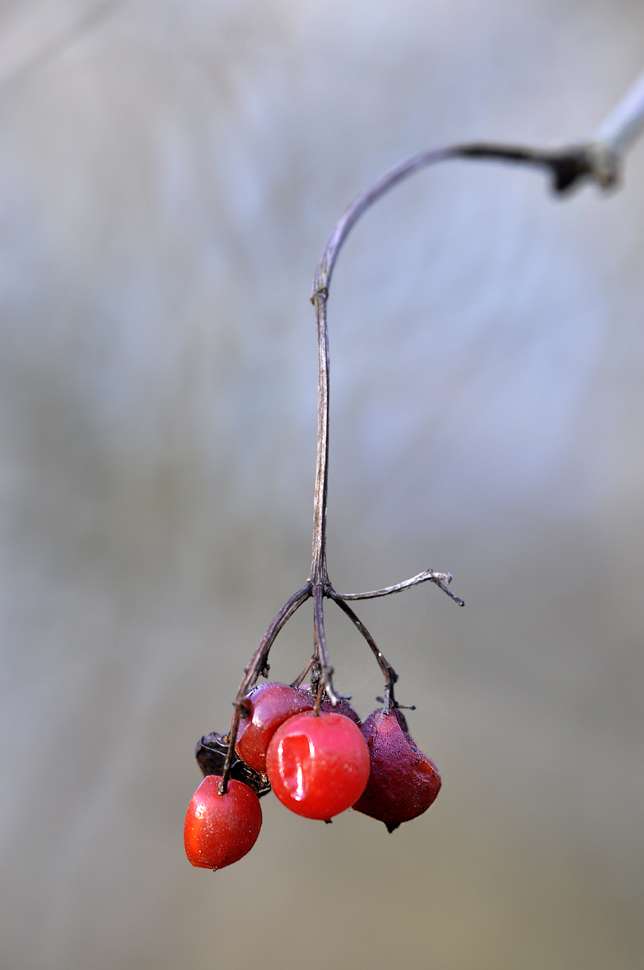 Herbst Überbleibsel