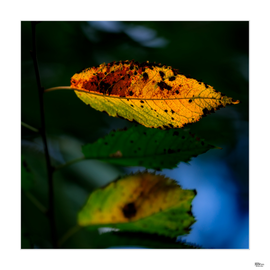 Herbst überwiegt