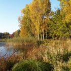 Herbst und Birken