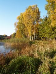 Herbst und Birken