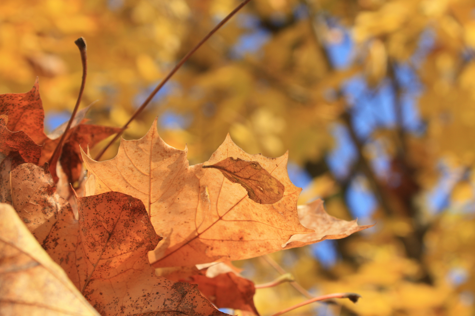 Herbst und Blätter