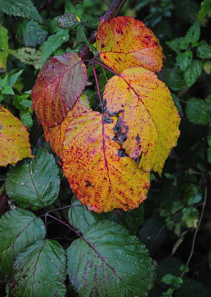 Herbst-und Farbenfroh