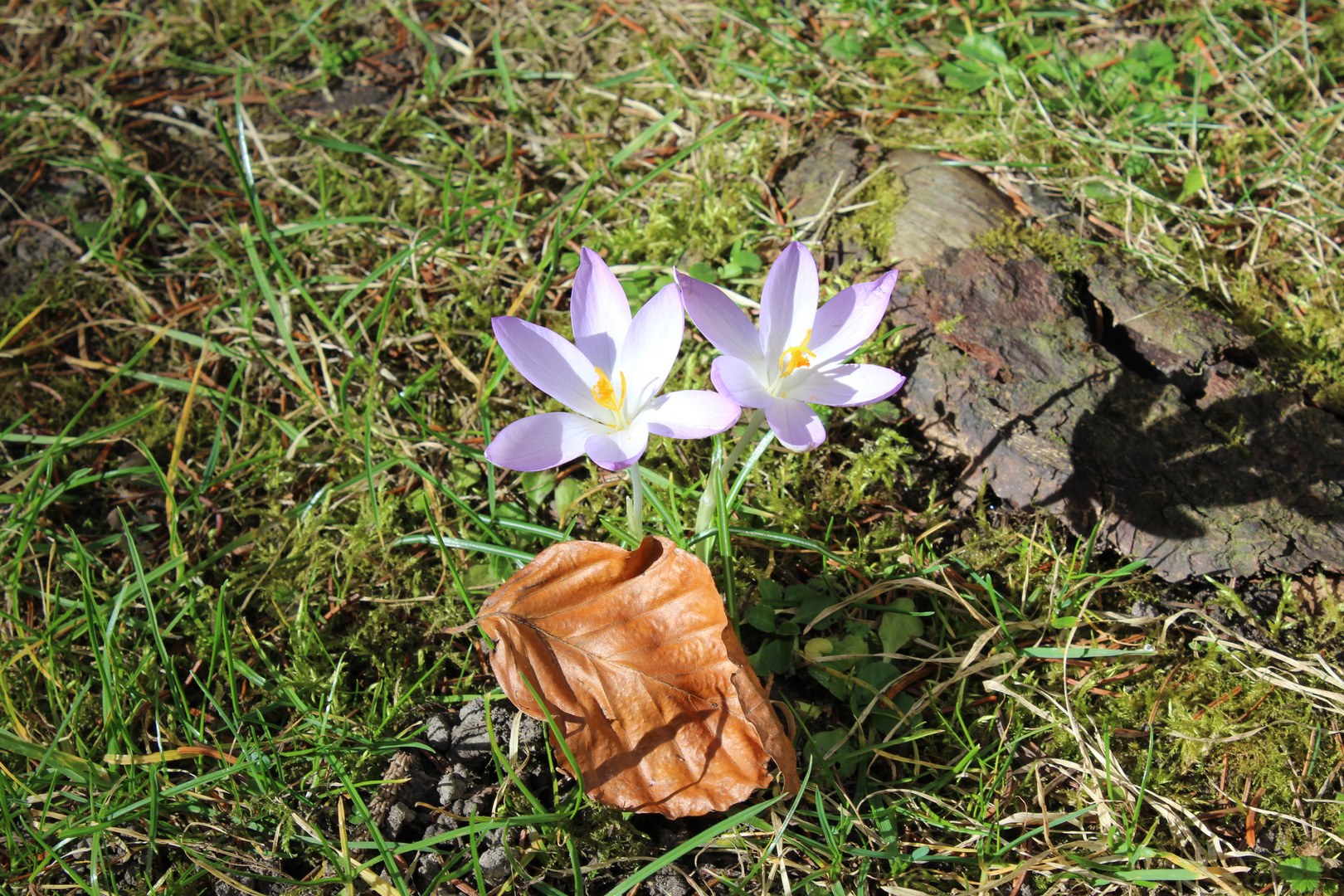 Herbst und Frühling Foto & Bild pflanzen, pilze & flechten, blüten