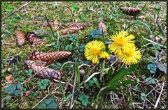 Herbst und Frühling...