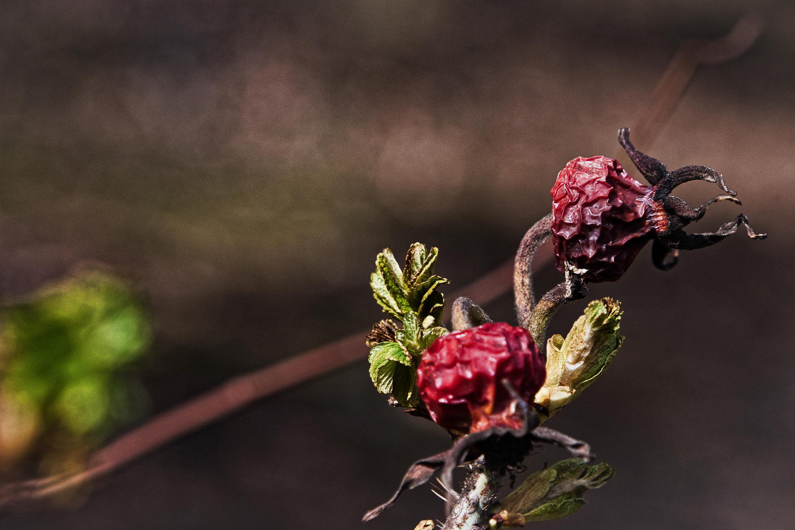 Herbst und Frühling - der Winter ist schon weiter gezogen