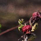 Herbst und Frühling - der Winter ist schon weiter gezogen