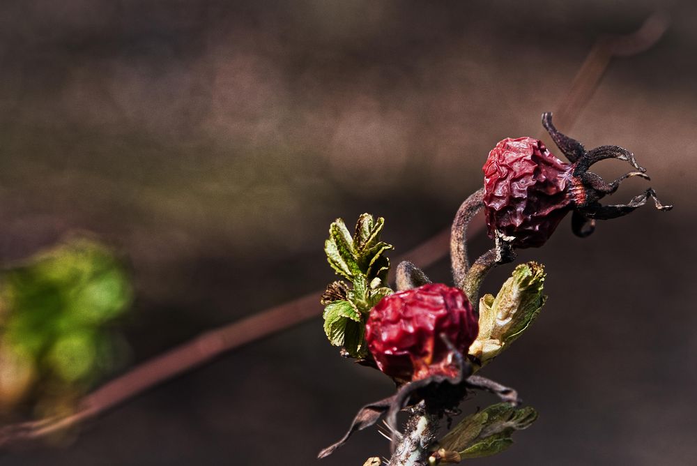 Herbst und Frühling - der Winter ist schon weiter gezogen