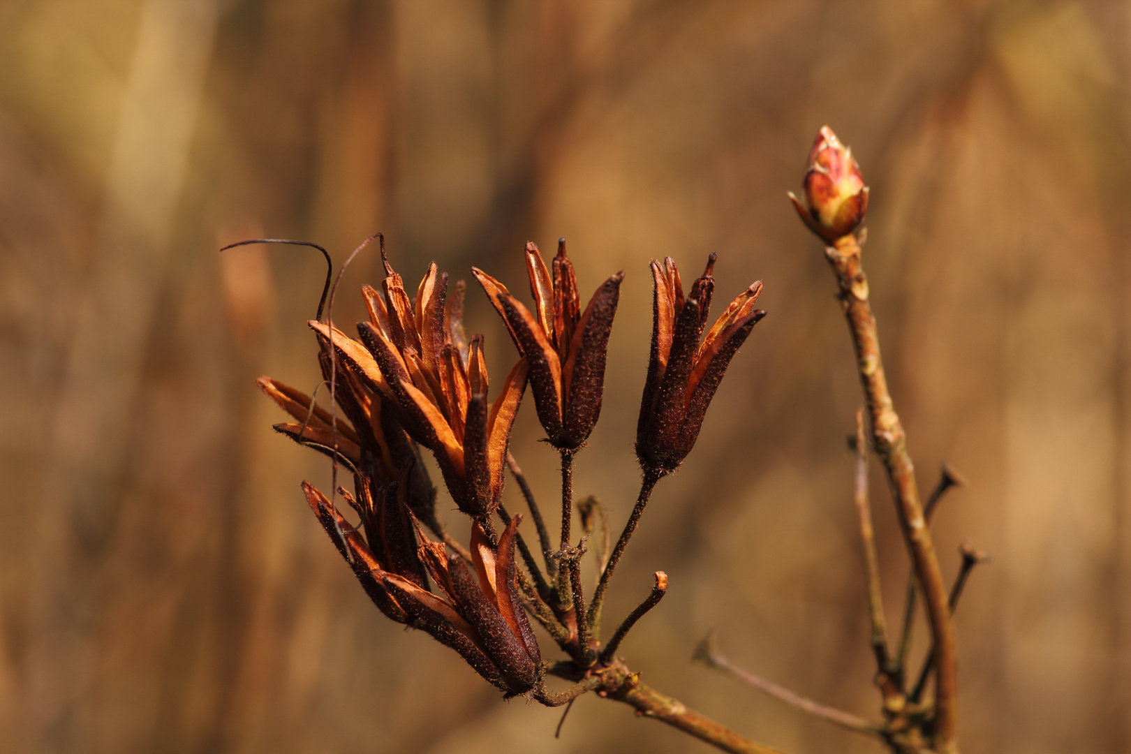 Herbst und Frühling