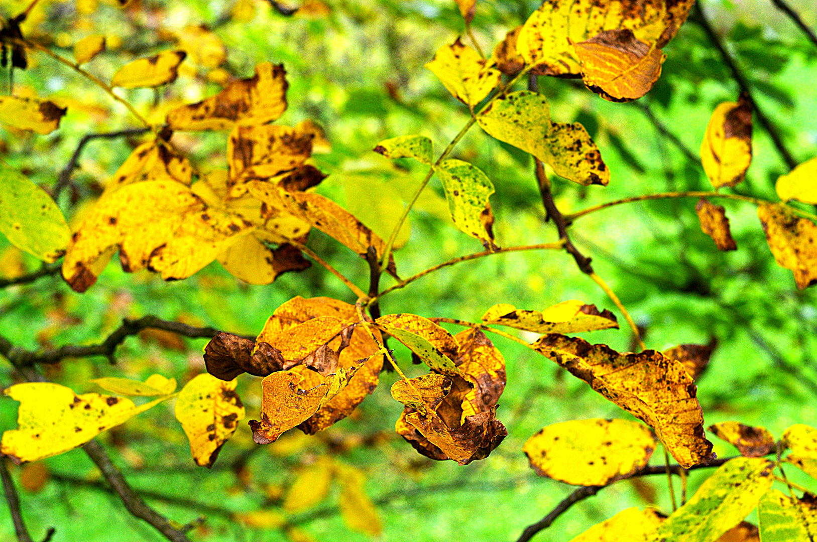 Herbst und Grün