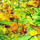 Herbst und Grün