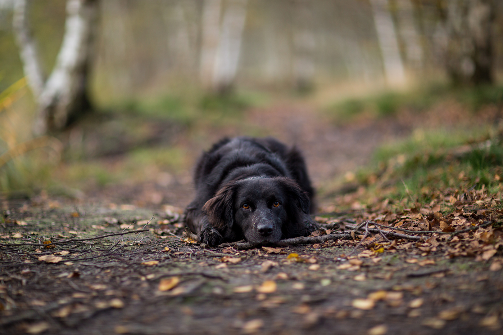 Herbst und Hund