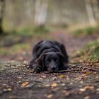 Herbst und Hund