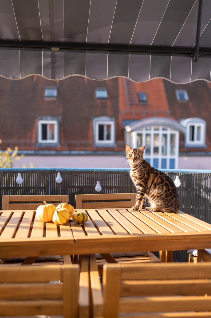 Herbst und Katze 