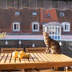 Herbst und Katze 