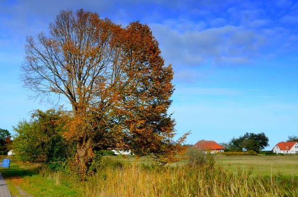 Herbst und Max Taut Häuser 2025