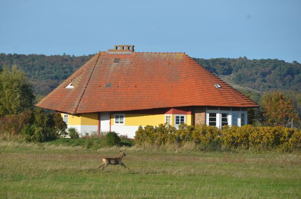 Herbst und Max Taut Häuser Insel Hiddensee