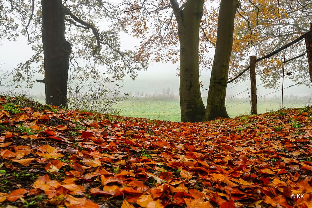 Herbst und Nebel 03