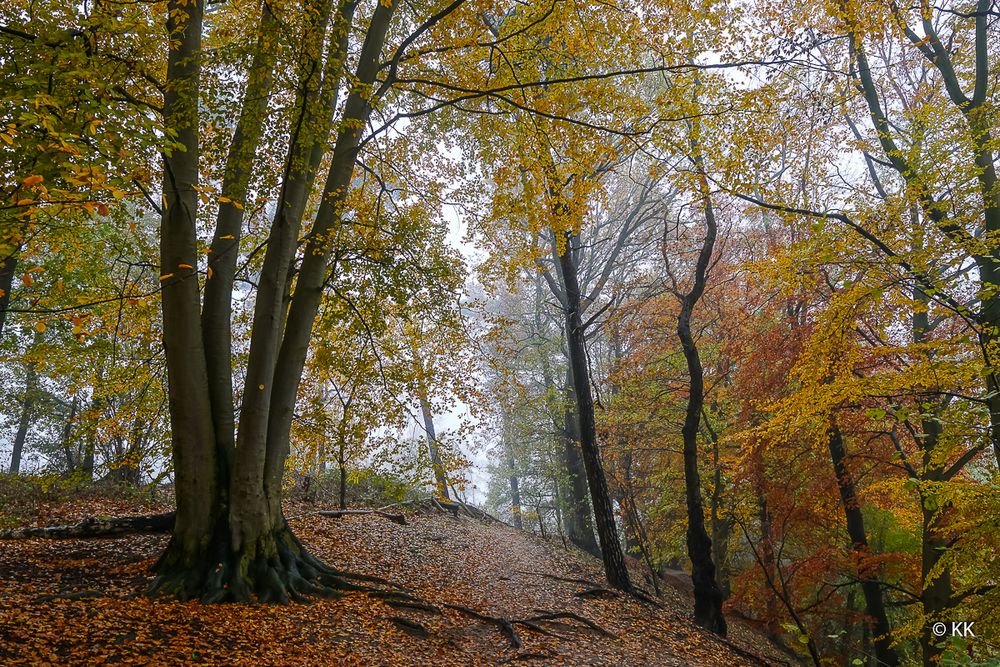 Herbst und Nebel 09