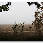 Herbst und Nebel