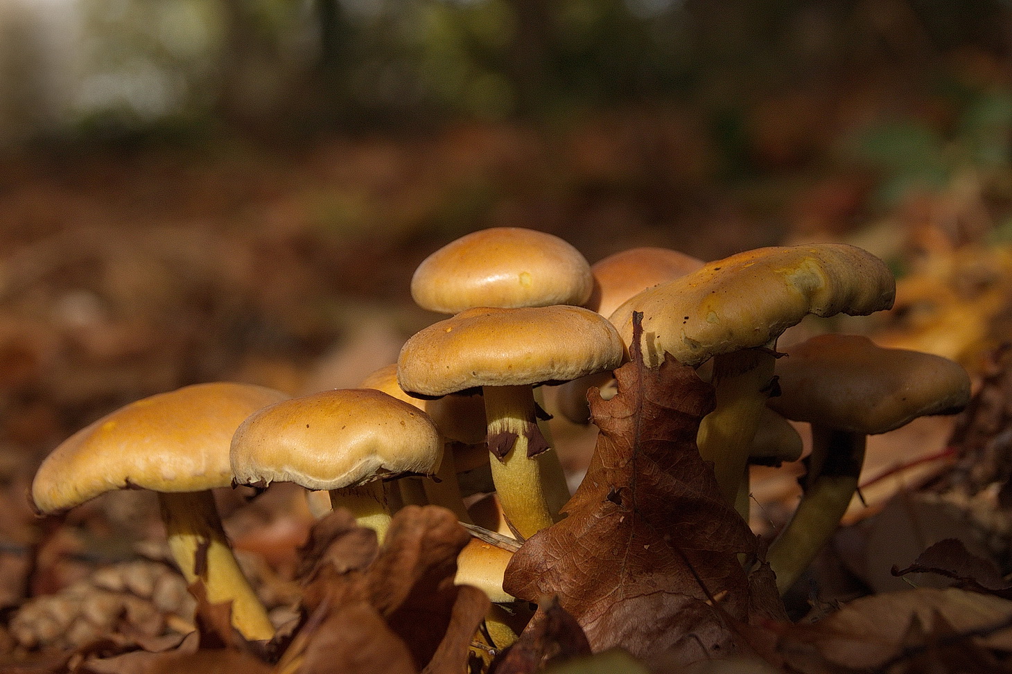 Herbst.- und Pilzjahreszeit