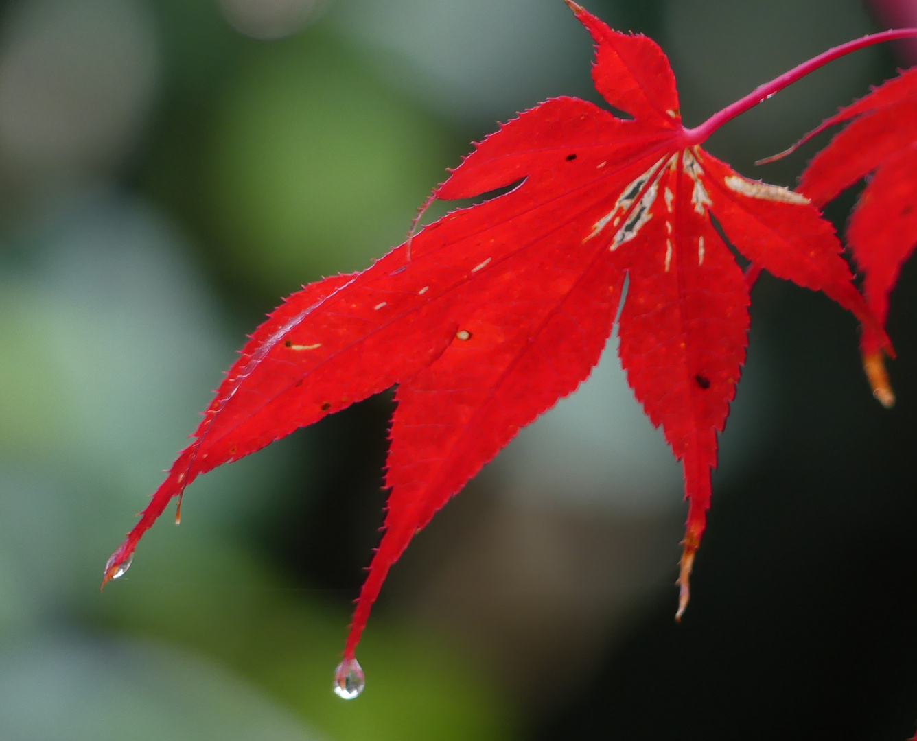 Herbst und Regen