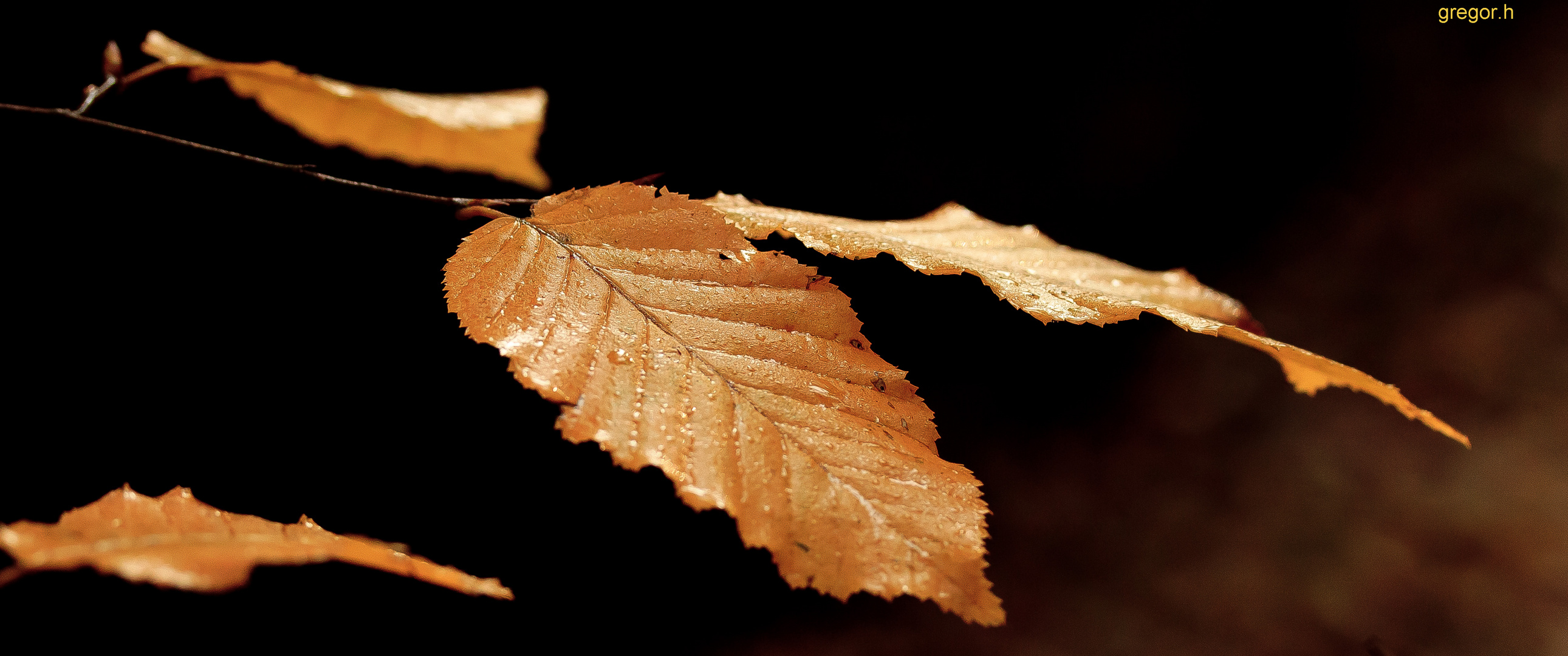 Herbst und Regen