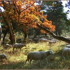 Herbst und Schafe...