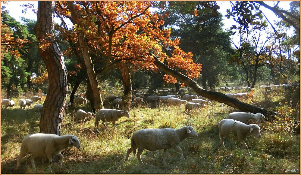 Herbst und Schafe...