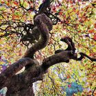 Herbst- und Schlangenkopf-Foto zugleich