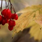 Herbst und seine schönen Seiten