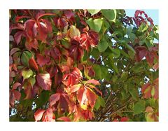 Herbst - und seine wunderschönen färbungen