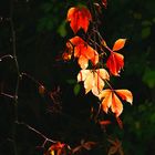 Herbst und seine wunderschönen Farben...