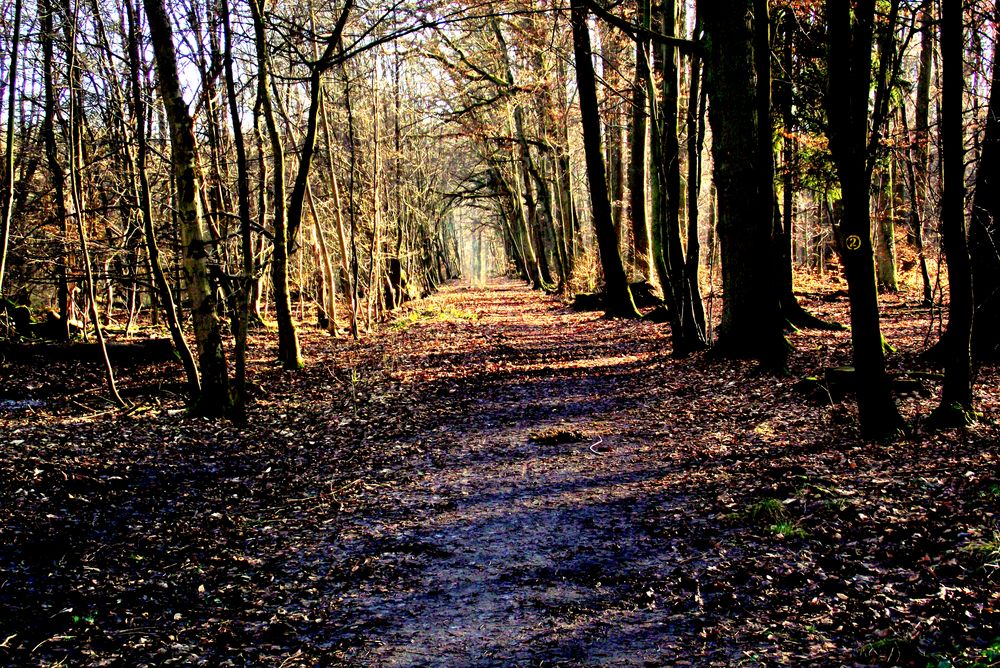 Herbst und Sonne by Benjamin Selz