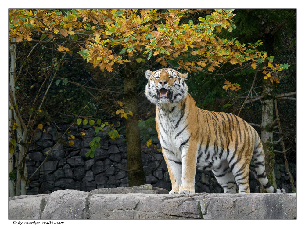 Herbst und Tiger