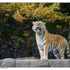 Herbst und Tiger