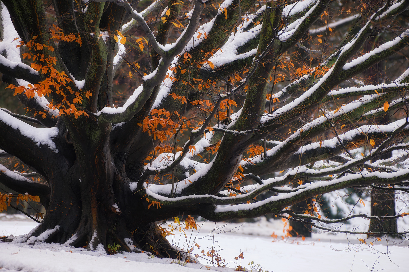 Herbst und Winter