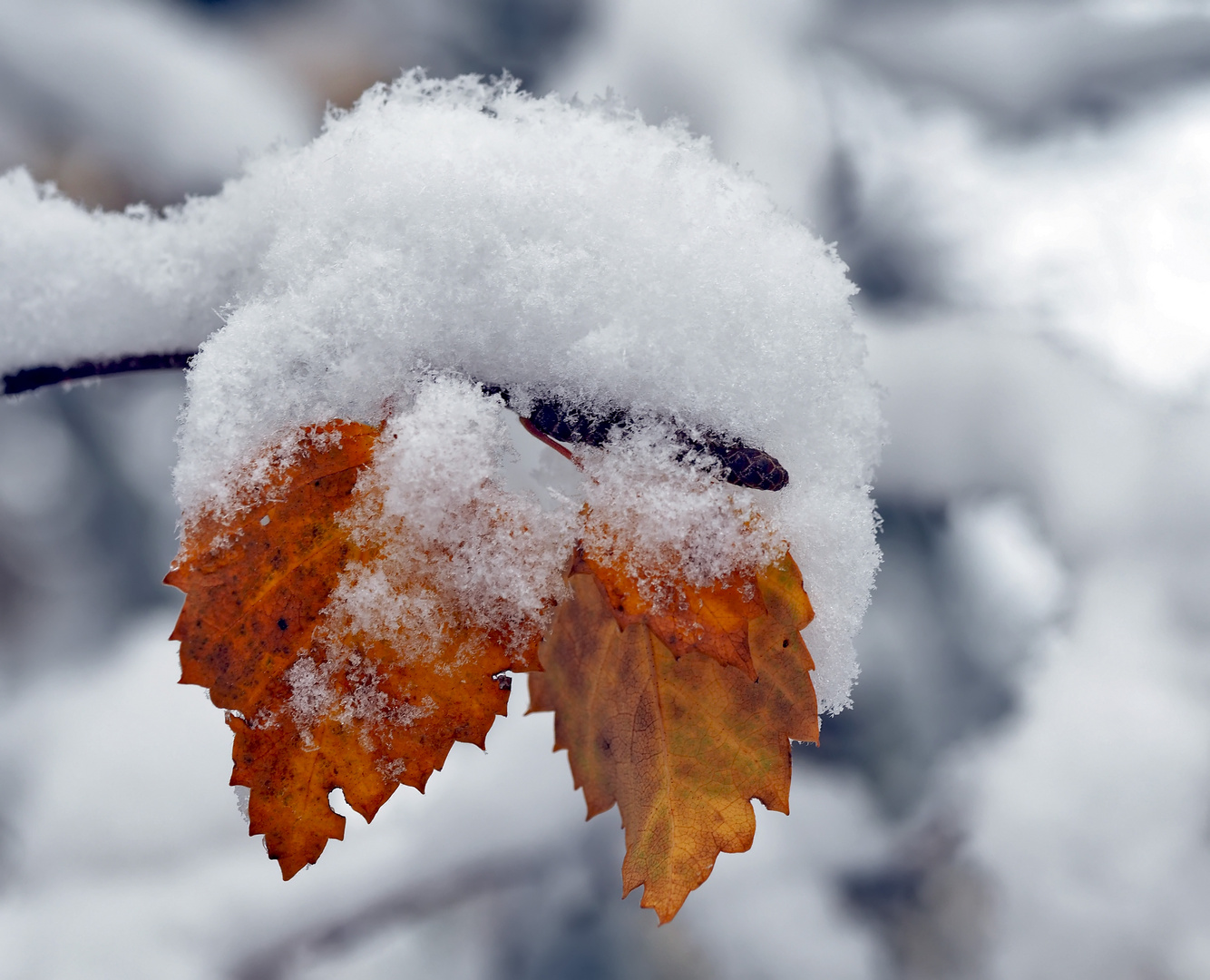 Herbst und Winter, beide aufs Mal! - L'automne et l'hiver en même temps! 