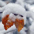 Herbst und Winter, beide aufs Mal! - L'automne et l'hiver en même temps! 