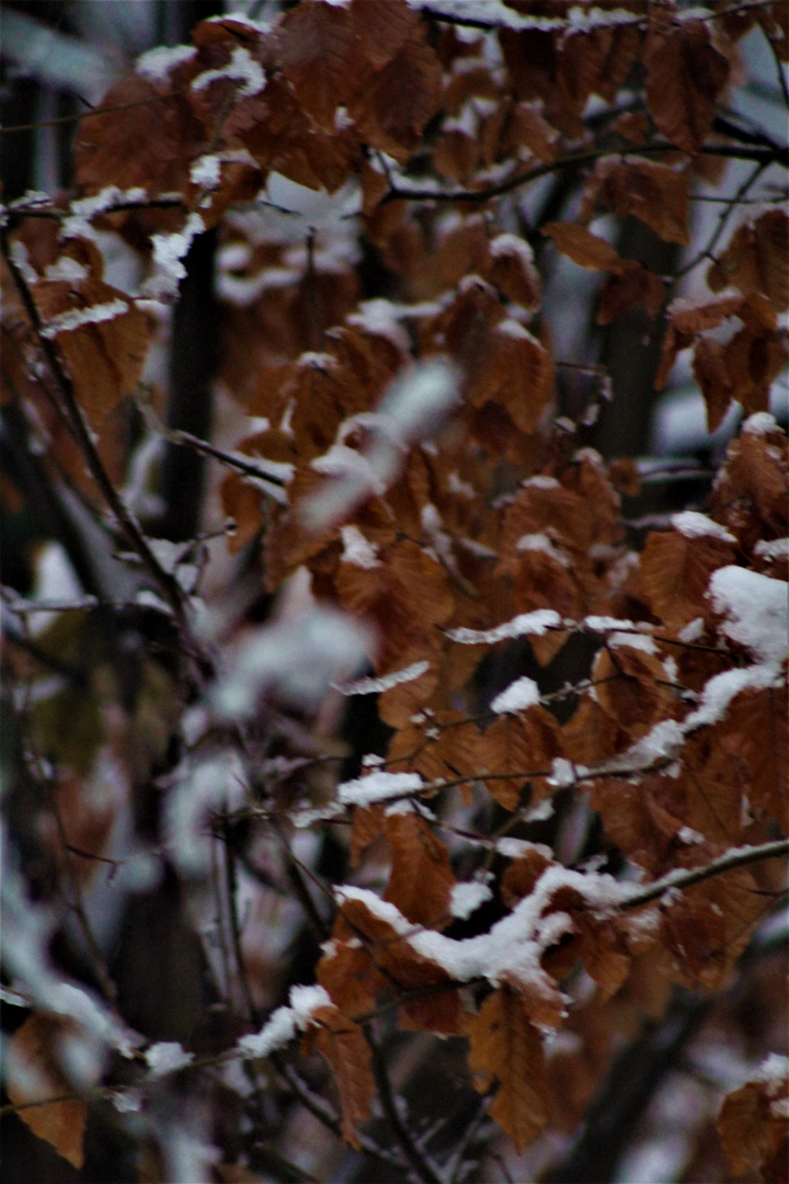 Herbst und Winter im Gespräch