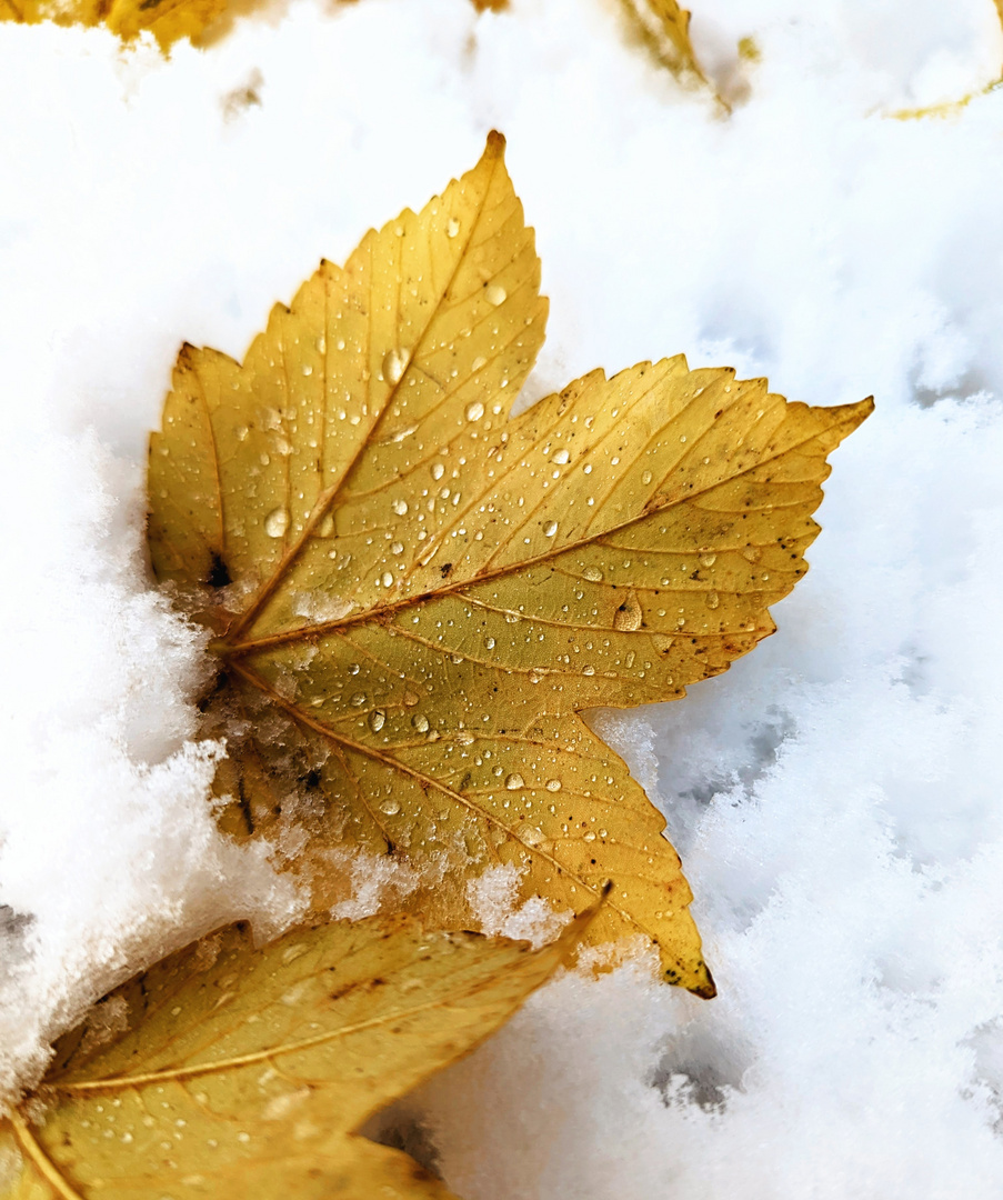 Herbst und Winter in einem Foto