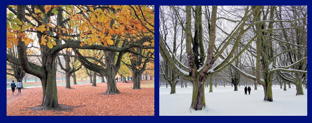 Herbst und Winter in einer Kölner Kastanienallee