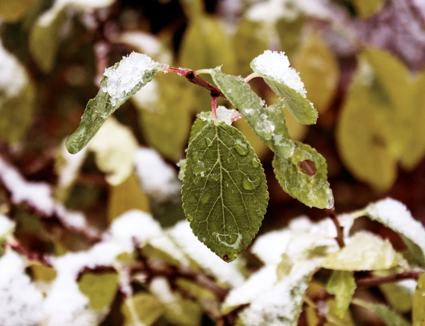 Herbst und Winter vereint